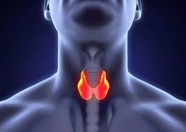 Thyroid Disease Diagnosis & Treatment: How is Done? - LivGastro LivGastro