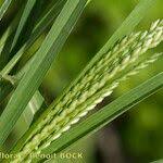 Image result for Eleusine africana