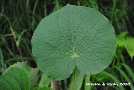 Image result for Piper umbellatum