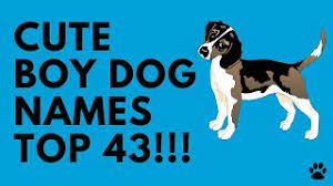 Are you looking for fluffy, little, and small male and female cute dog names?do you want best and funny names for cute dog?if yes, then this article is for you. Cute Boy Dog Names 43 Brilliant Ideas Names Youtube