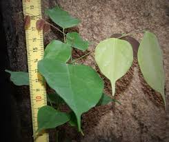 Image result for Rourea