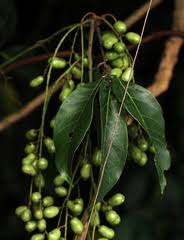 Image result for Pseudospondias