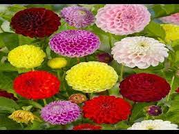 10 Most Beautiful Flowers In The World Flower Meanings Most Beautiful Flowers Dahlia