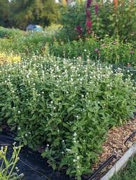 Image result for Sphaeranthus gomphrenoides