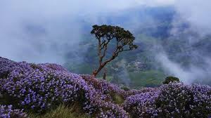 Wide of mountains, tea garden in foreground 2. Neelakurinji The Wonder Flower To Bloom After 12 Years Kerala Will Soon Turn Blue
