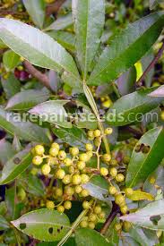 Image result for Zanthoxylum capense