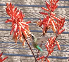 Image result for Aloe dawei