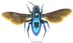 Aglae Caerulea Insectes Materiel De Chasse Yahoo Fr