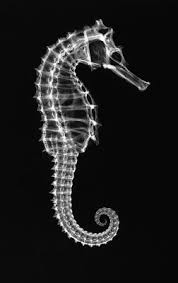 Sadf References Seahorse Research Seahorse Animal Skeletons Xray Art