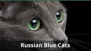 They do not lounge the day away but they certainly enjoy a good nap. Facts About Russian Blue Cats What You Need To Know About These Kitties