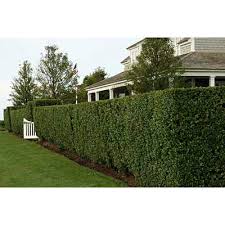 More space to do what you want. 10 Backyard Privacy Ideas To Block Your Neighbors View This Old House