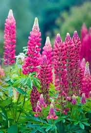 A Spring Time Favorite Growing Lupine Lupinus Polyphyllus Provides Flower Gardeners With A Brillian Lupine Flowers Beautiful Flowers Easiest Flowers To Grow