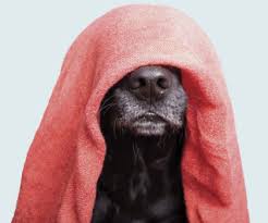 Pour bien choisir les accessoires de toilettage pour chien, faites attention à la qualité de production. Mon Toiletteur Mondou