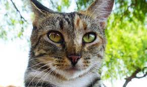 Ophthalmology Services Eyeshine Vet Animal Eye Care Opthamology Clinic
