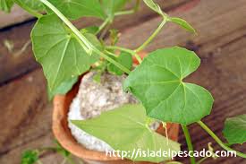 Image result for Momordica boivinii