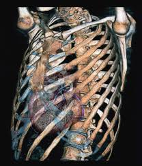The rib cage has a shape that resembles a cone briefly grows inferiorly as wide and form a hedge whose main functions are: Heart And Rib Cage Photograph By Zephyr Science Photo Library
