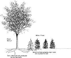 Actually, most walnut trees are harvested on black walnut rootstock these full days, therefore the root system may very well be abundant with juglone. Juglans Nigra An Overview Sciencedirect Topics