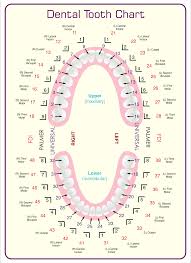 But then you'll hear other numbers which aren't on the chart being bandied about and end up feeling just as confused as before. 10 Best Tooth Chart Printable Full Sheet Printablee Com