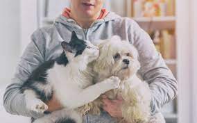 If that happens, dog insurance can give you added peace of mind and help with unexpected costs along the way. Does Pet Insurance Cover Neutering Or Spaying Money To The Masses