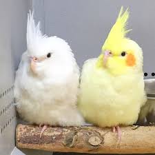 Kevin S Birds On Instagram Who Loves Baby Cockatiels Birds Budgies Cockatiels Parakeets Pets Animals Keets Budger Pet Birds Cute Birds Funny Birds