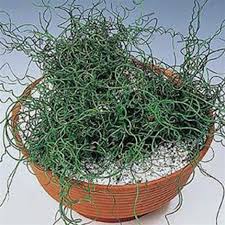 Image result for Cyperus spiralis