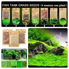 Dwarf Hairgrass Aquarium Plant: Care, Planting & Propagation (With  Pictures) | Hepper
