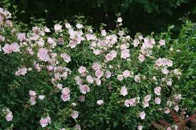 Image result for Hibiscus syriacus ´Pink Chiffon
