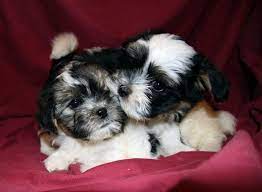 I convinced the owner to not spay the pregnant female. Pin On Lovable Furry Friends