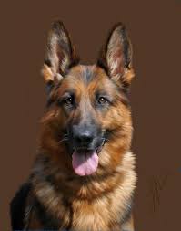 Portrait Of A German Shepherd Dog Portraits German Shepherd Dogs Dogs And Puppies