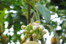 Image result for hình cây viết