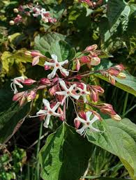 Image result for Clerodendrum toxicarium