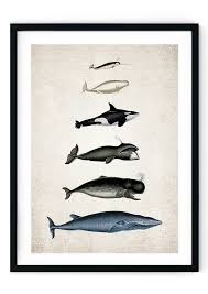 Whale Size Chart Giclee Print