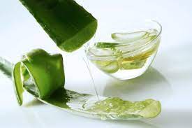 What Are The Benefits Of Drinking Aloe Juice Scientific American