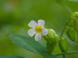 Image result for Oxalis barrelieri