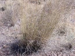 Image result for Eschenbachia gouanii