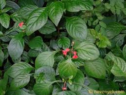 Image result for Triainolepis africana