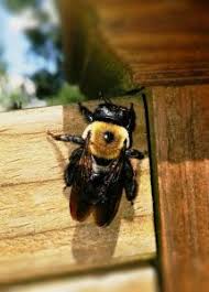 <why would you some strains of honey bee are almost all black. Should You Worry About Carpenter Bees Raleigh Pest Control