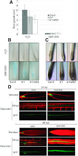 Solanaceous (comparative more solanaceous, superlative most solanaceous). Auxin Signaling Is Required For Ralstonia Solanacearum Triggered Download Scientific Diagram