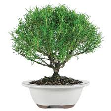 Image result for rosemary bonsai