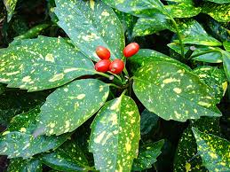 Image result for Aucuba