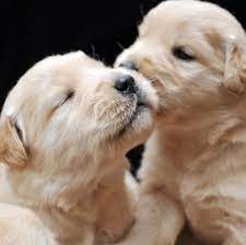 Newborn cute puppies golden retriever. Adorable Newborn Puppies In Their First Three Weeks Newborn Puppies Puppies Cute Baby Dogs