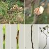 Iron chlorosis is caused by the plant not being able to obtain the iron it needs. Https Encrypted Tbn0 Gstatic Com Images Q Tbn And9gcrcyyes339v8d3bvgjma4exzo 06cftatxnzpsigrx9hkm8 Rto Usqp Cau