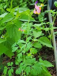 Image result for Xyris capnoides