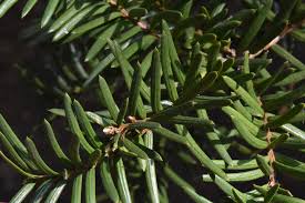 イチイ 一位 庭木図鑑 植木ペディア