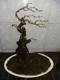 Bonsai Mustam Tiup Angin Bonsai