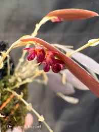 Image result for Microcoelia exilis