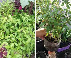 Apa yang penting kita perlu menumpukan sedikit perhatian semasa proses penanaman di peringkat awal. Teringin Nak Menanam Kesom Tapi Rumah Tak Berlaman Guna Je Teknik Hidroponik Ni Confirm Menjadi Tanaman Tu Keluarga