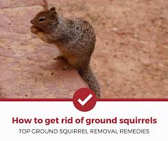 How to prevent chipmunks from getting into your home. How To Get Rid Of Ground Squirrels Top Ground Squirrel Removal Remedies Pest Strategies