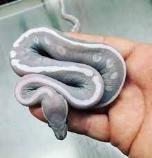 Scaleless Ball Python Ball Python Pet Pet Snake Ball Python