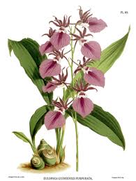 Image result for Eulophia angolensis